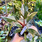 Philodendron red anderson M NEW