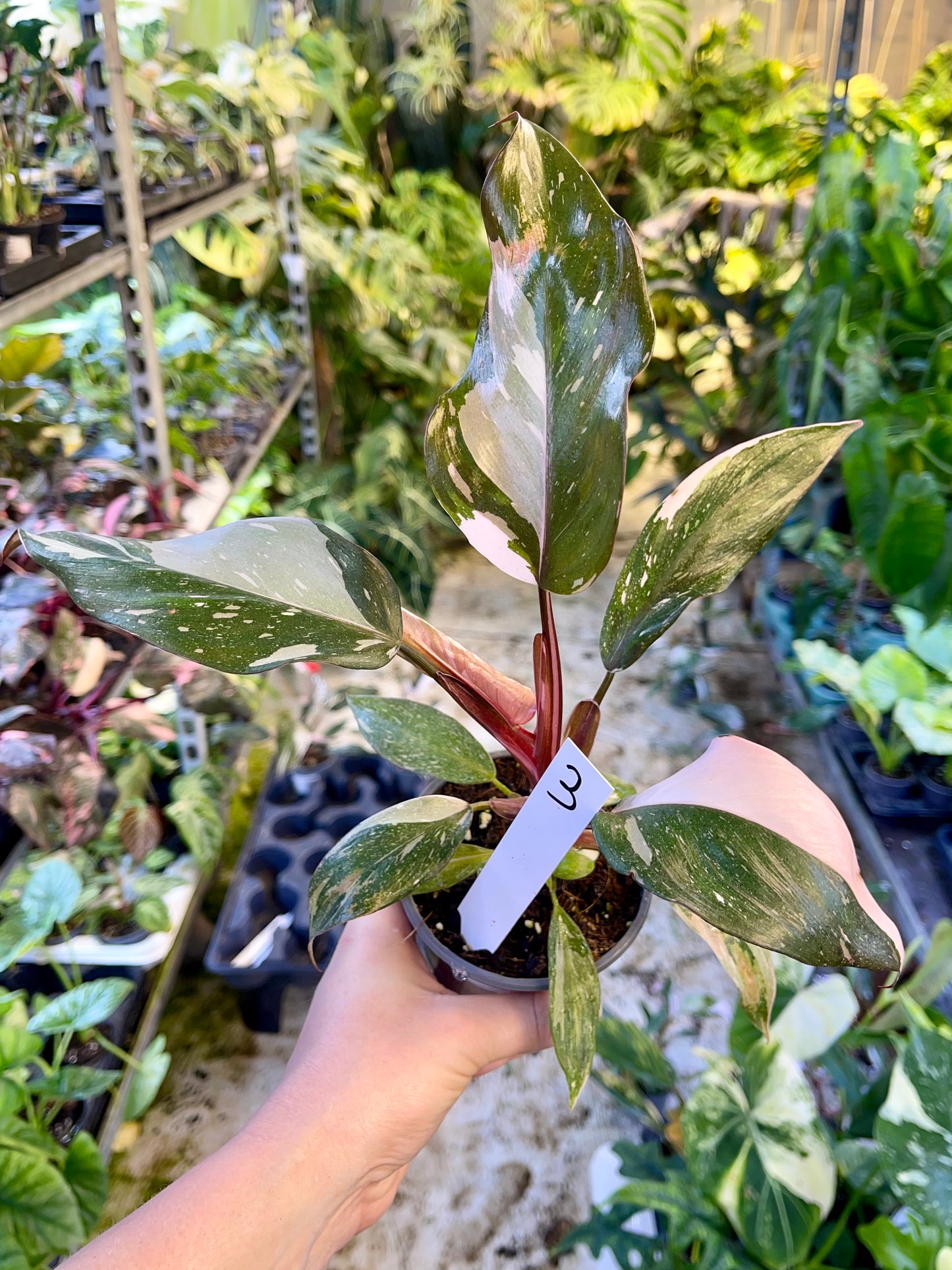 Philodendron red anderson M NEW