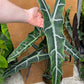 Alocasia longiloba sp Bornéo XL