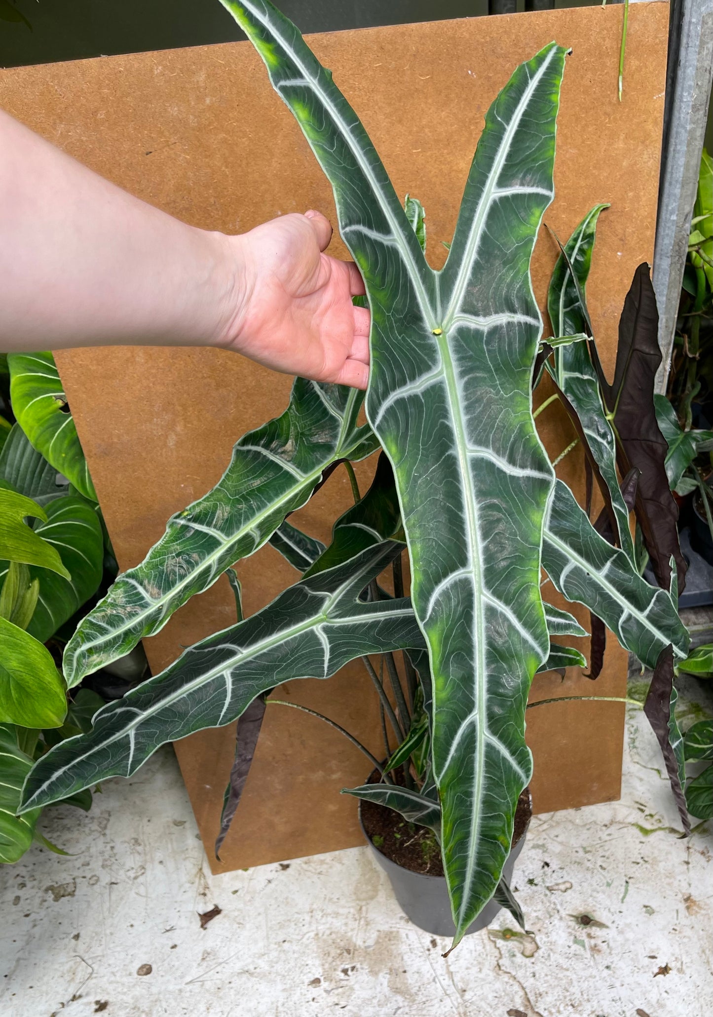 Alocasia longiloba sp Bornéo XL