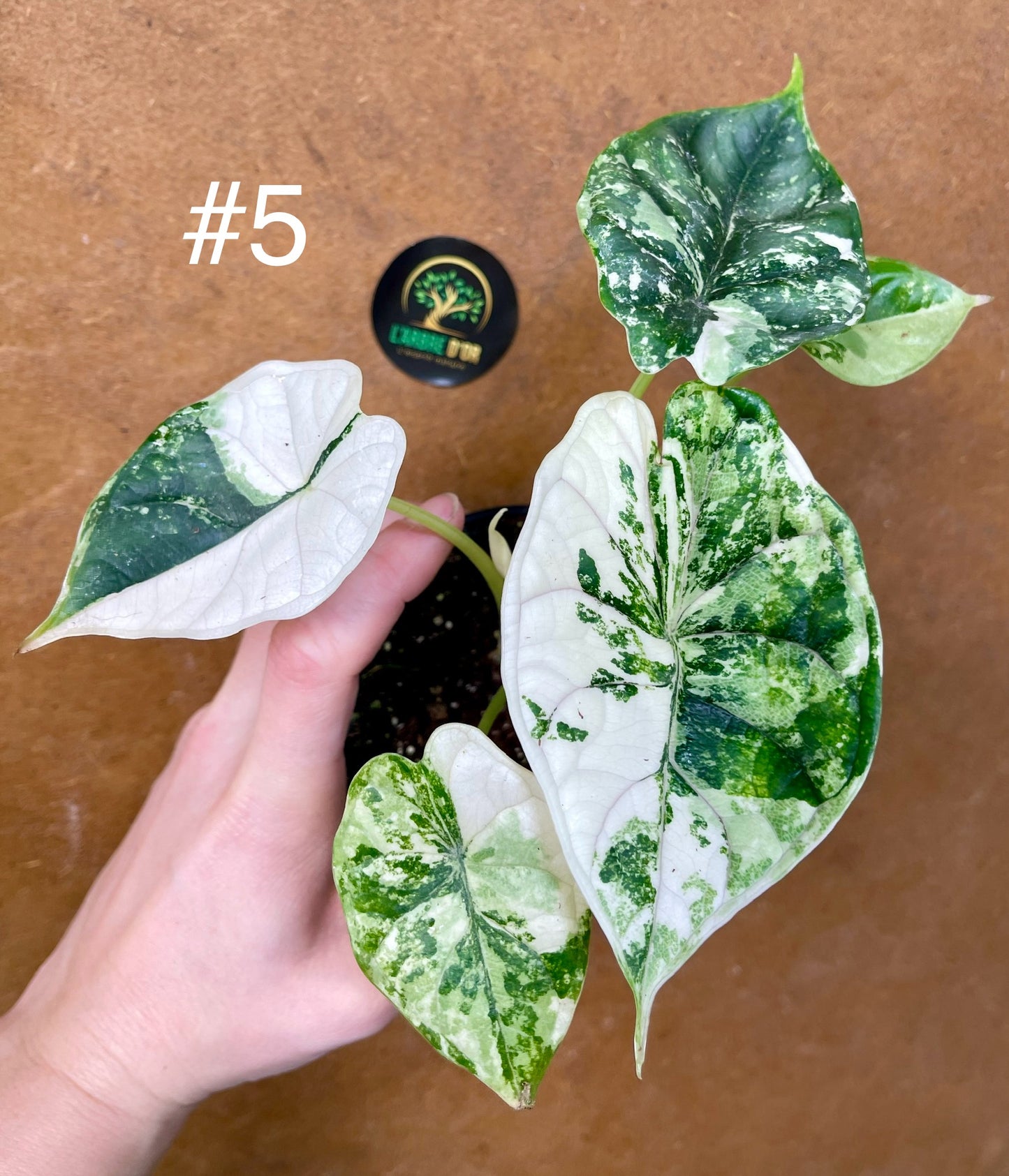 Alocasia dragon scale albo variegata