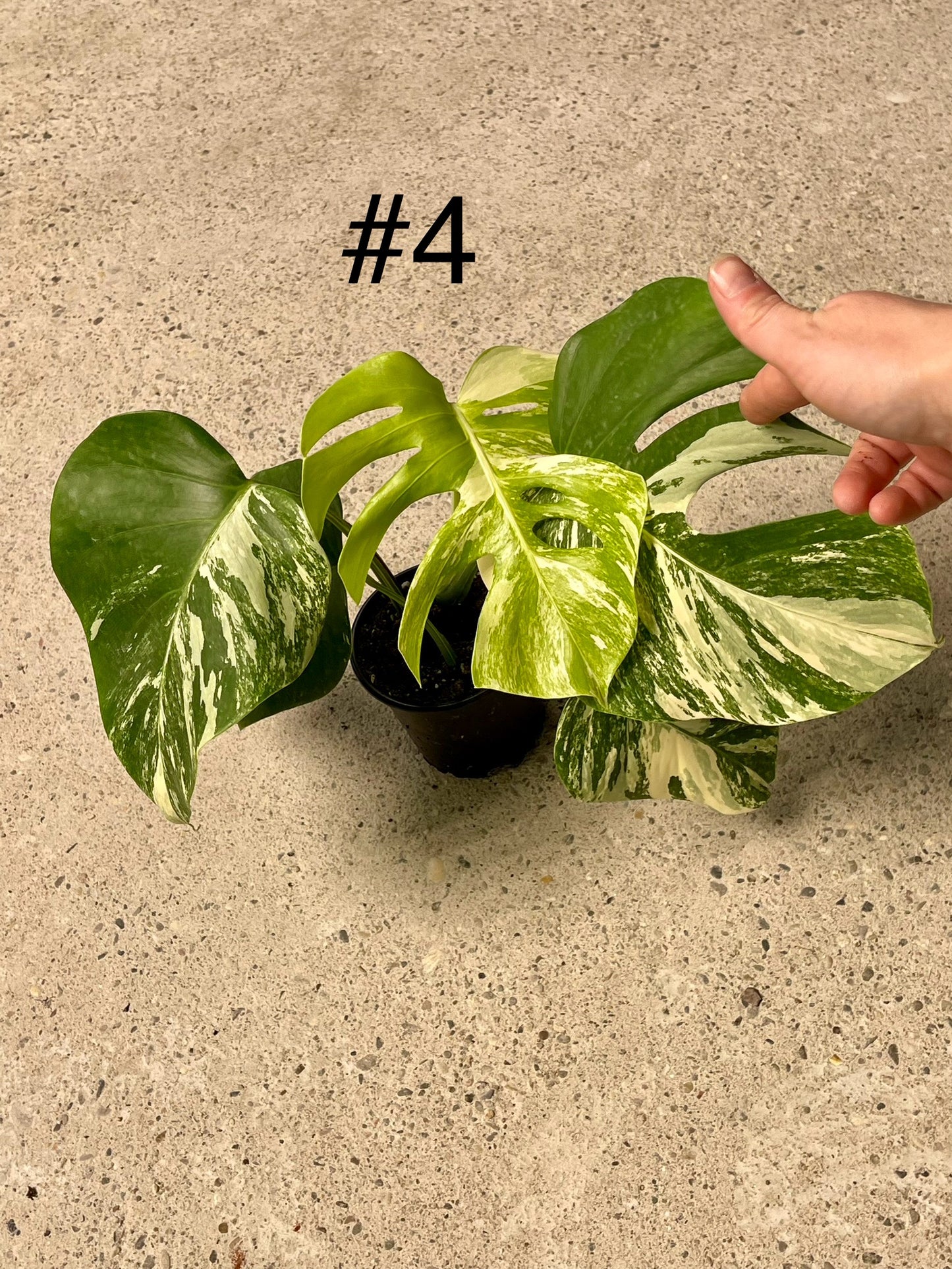 Monstera albo variegata NEW