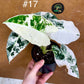 Alocasia frydek variegata haute variegation M