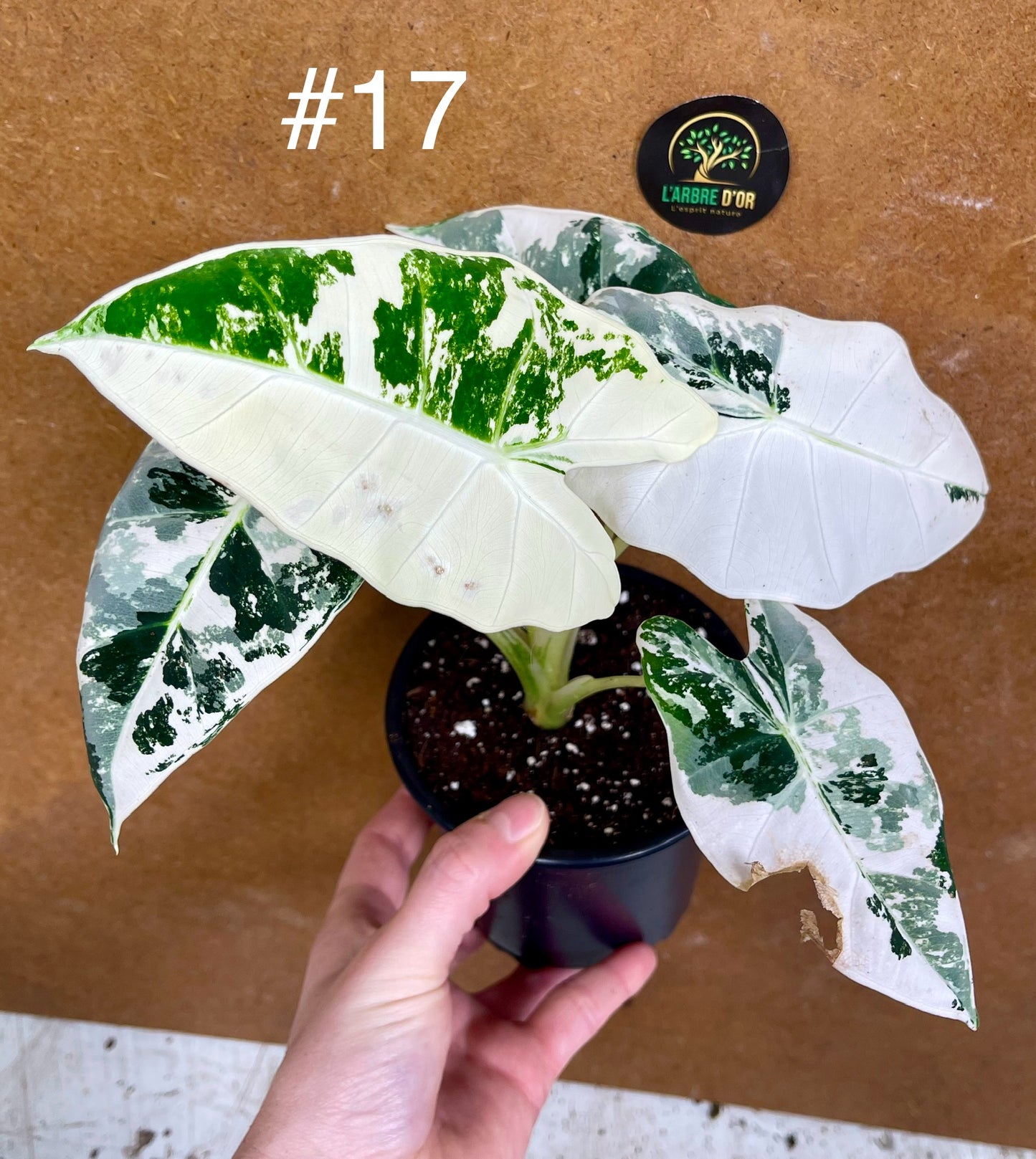Alocasia frydek variegata haute variegation M