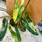 PHILODENDRON BILLIETIAE VARIEGATA