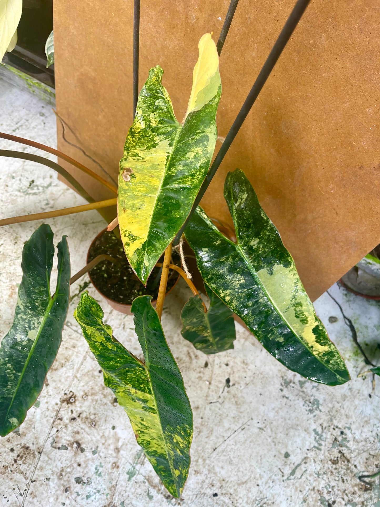 PHILODENDRON BILLIETIAE VARIEGATA