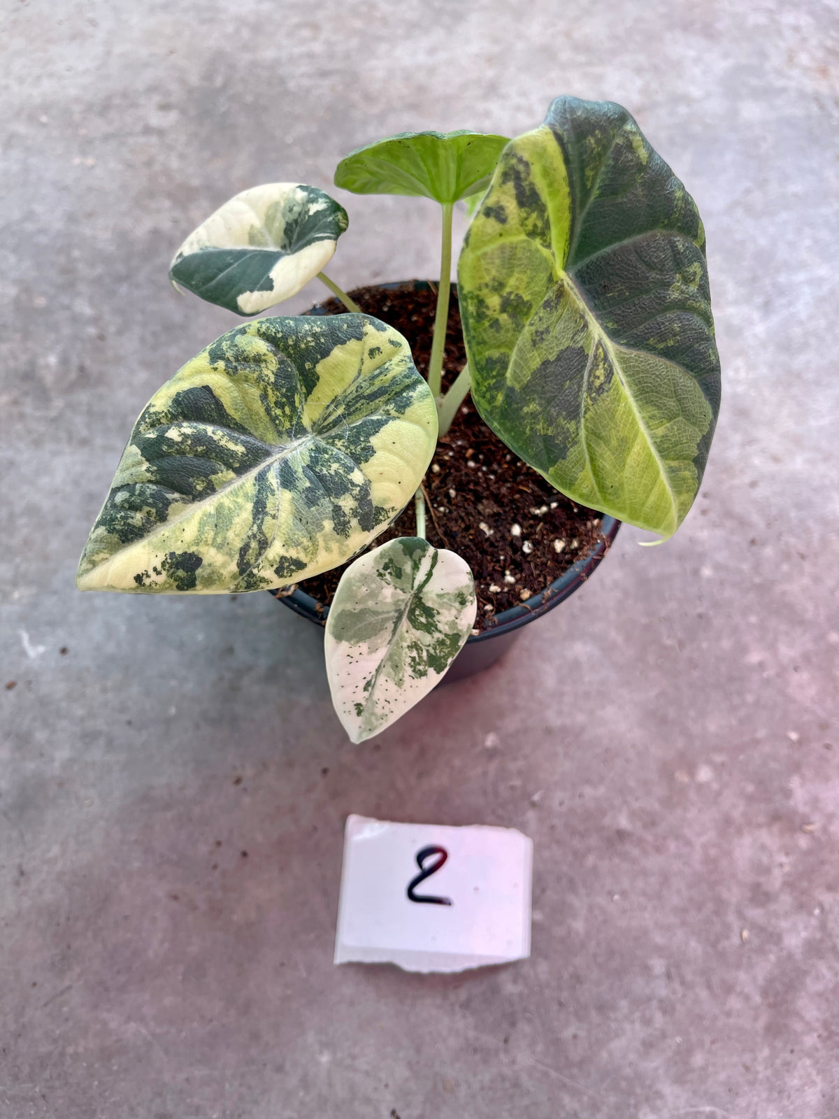 ALOCASIA MAHARANI GOLDEN LIME
