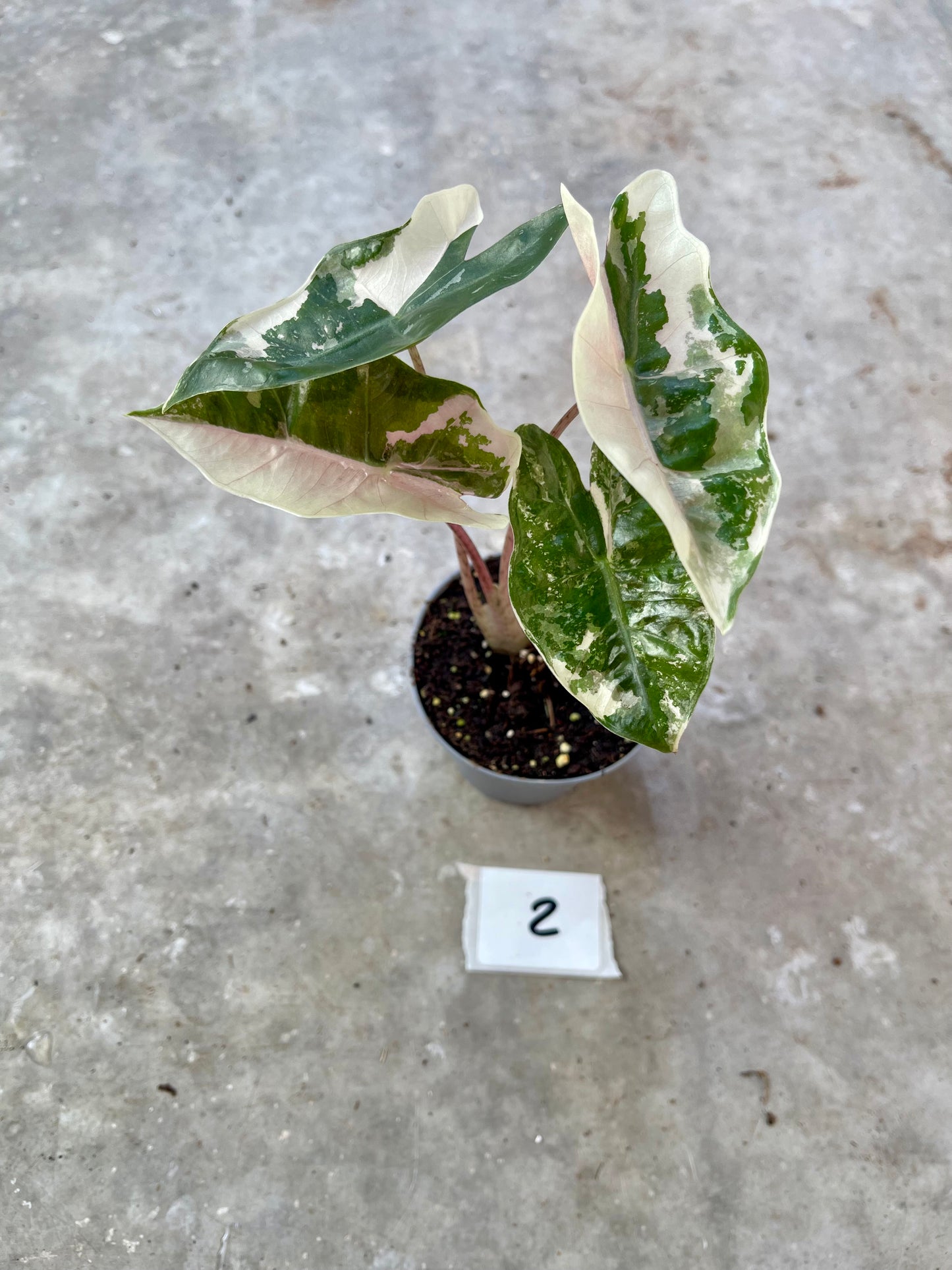 Alocasia pseudo sanderiana pink variegata