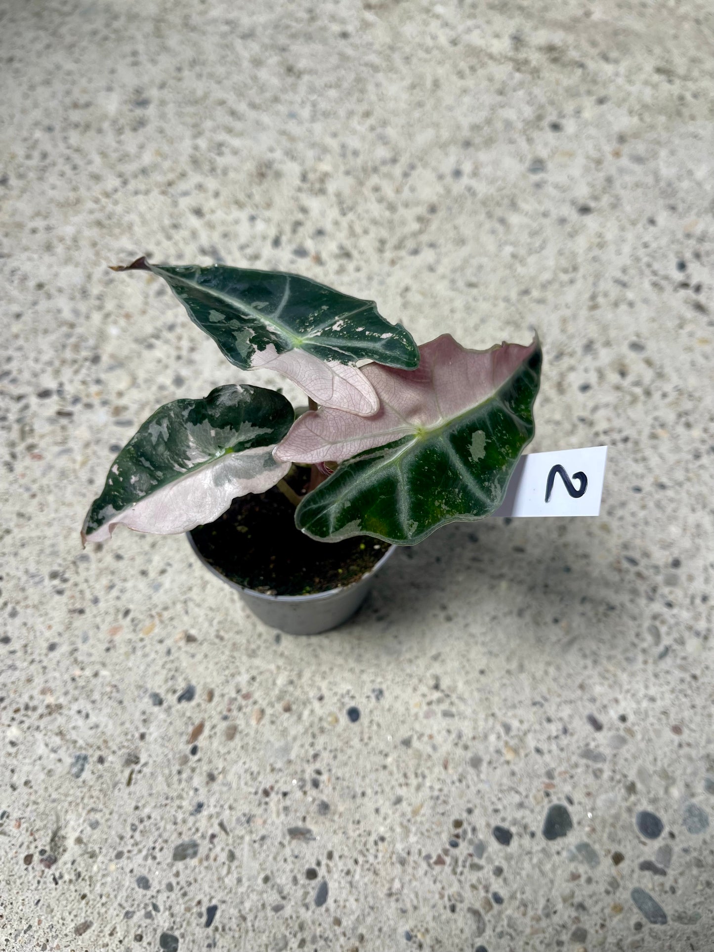 ALOCASIA AMAZONICA POLLY PINK NEW