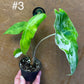 Alocasia longiloba variegata M NEW