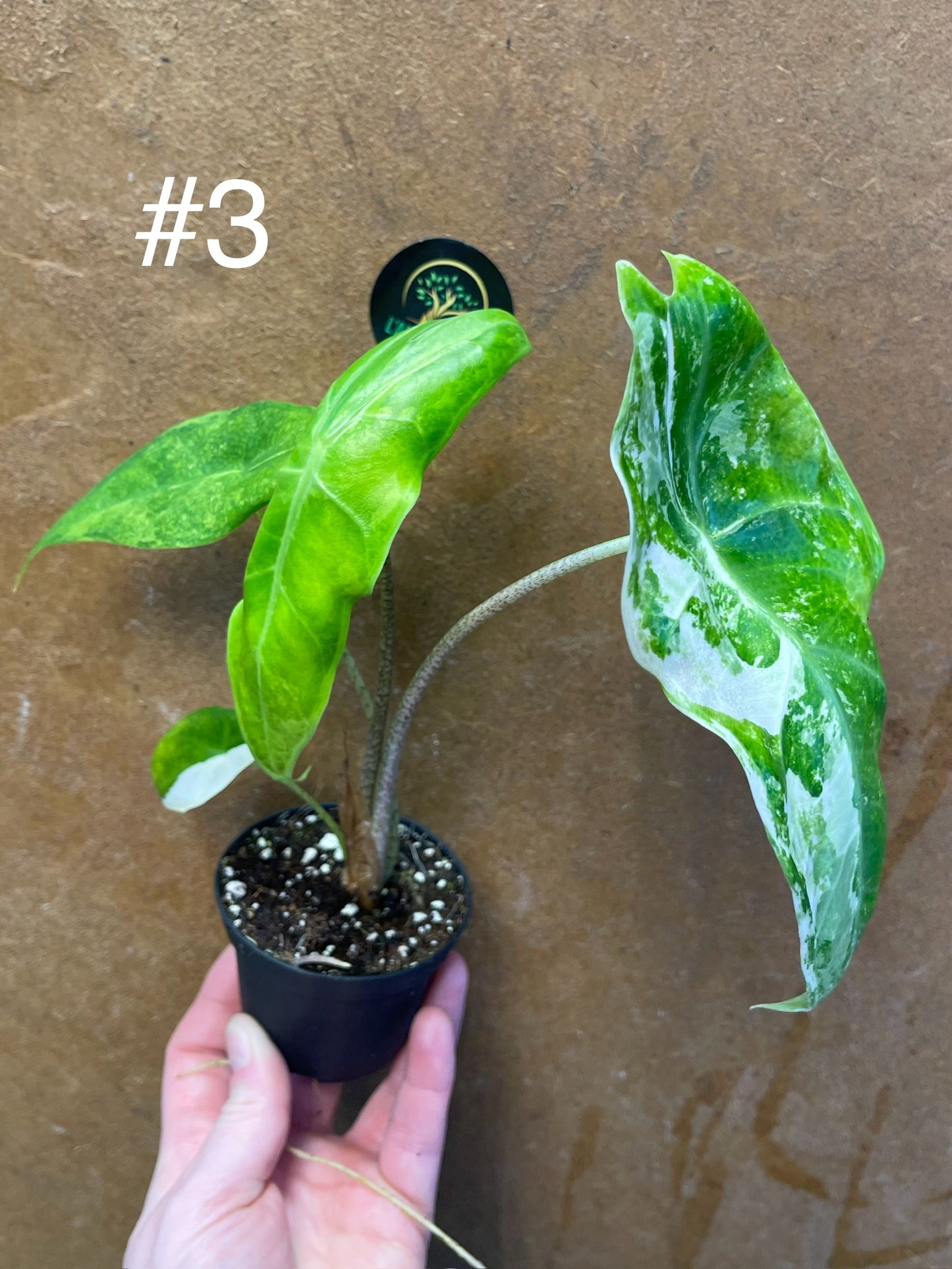 Alocasia longiloba variegata M NEW