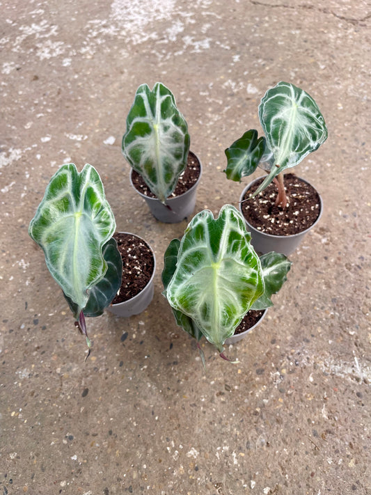 ALOCASIA VENOM S NEW