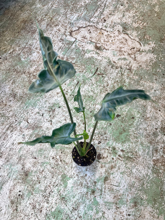 ALOCASIA TELETUBBIES NEW