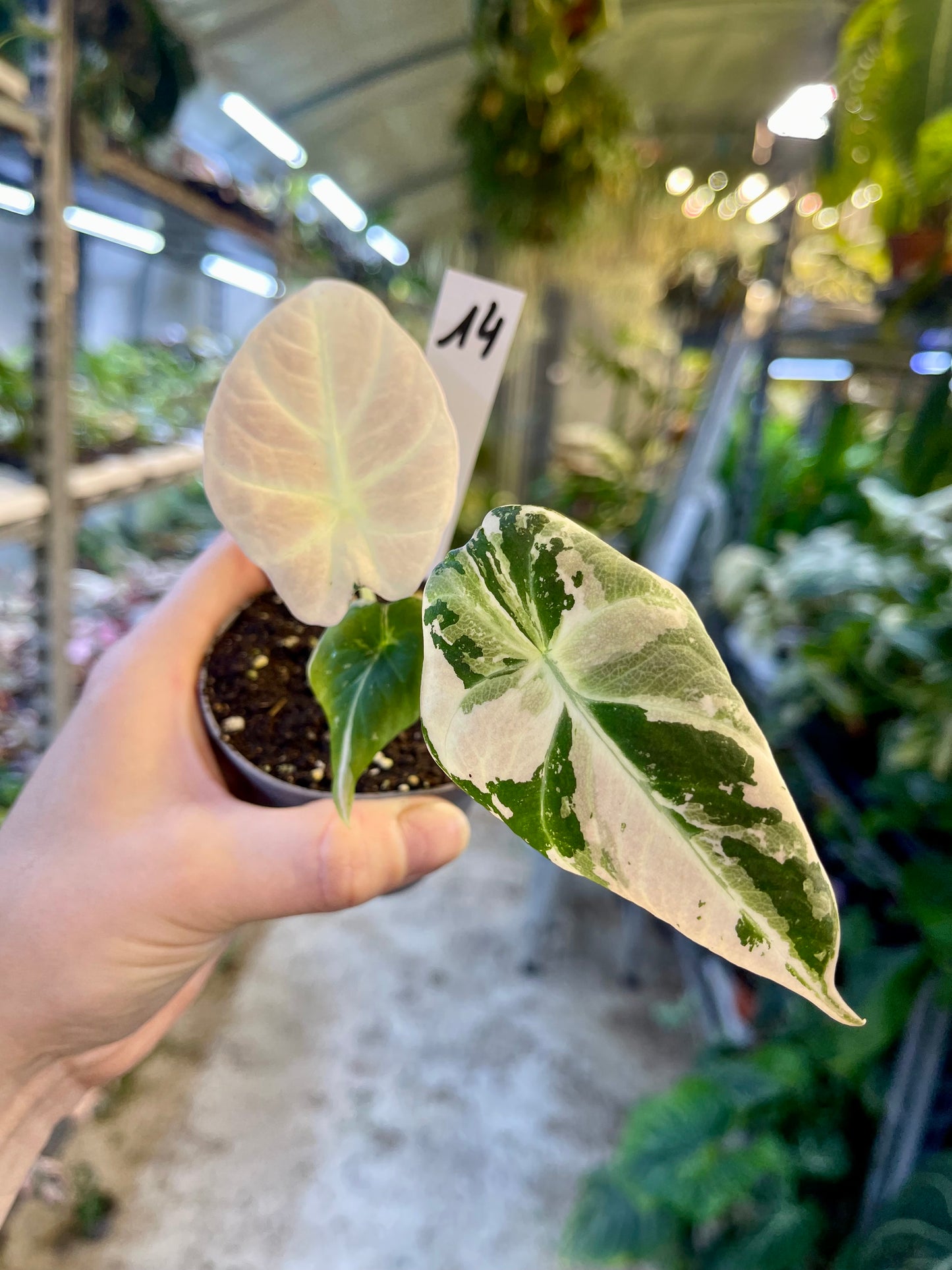 ALOCASIA BLACK VELVET VARIEGATA PINK S NEW
