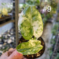 Alocasia dragon scale variegata S NEW