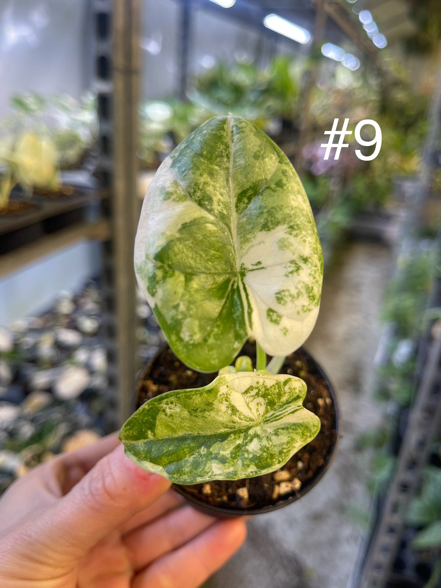 Alocasia dragon scale variegata S NEW