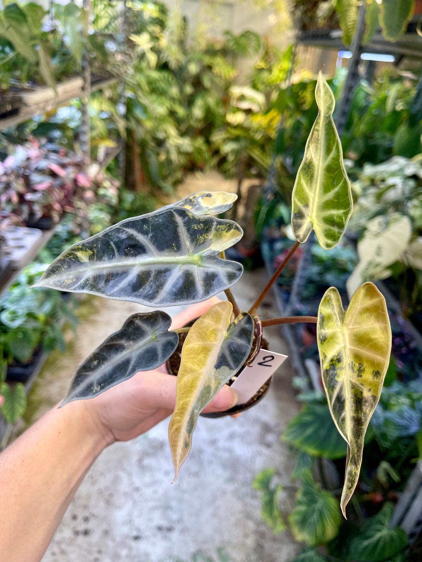 ALOCASIA BAMBINO AUREA NEW