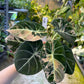 ALOCASIA BLACK VELVET PINK VARIEGATA M