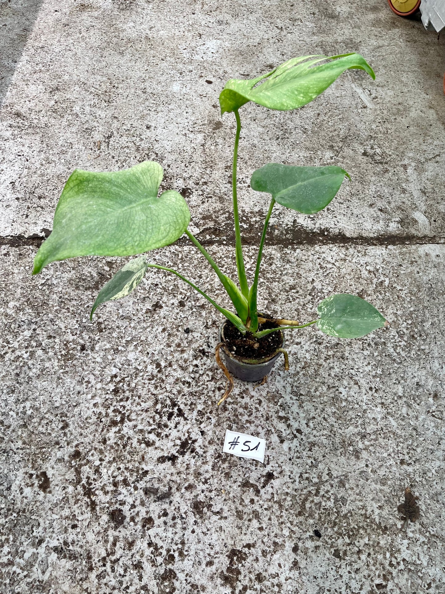 PLANTE A SAUVER