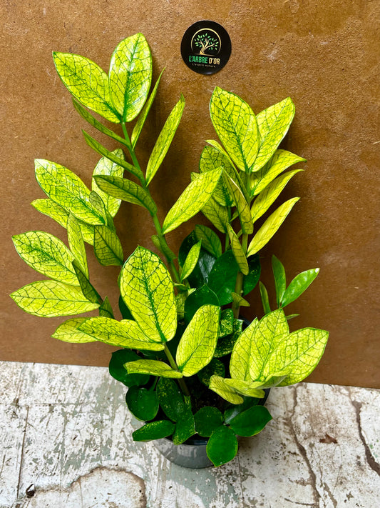 Zamioculcas zamiifolia chameleon