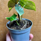 Alocasia scalprum variegata