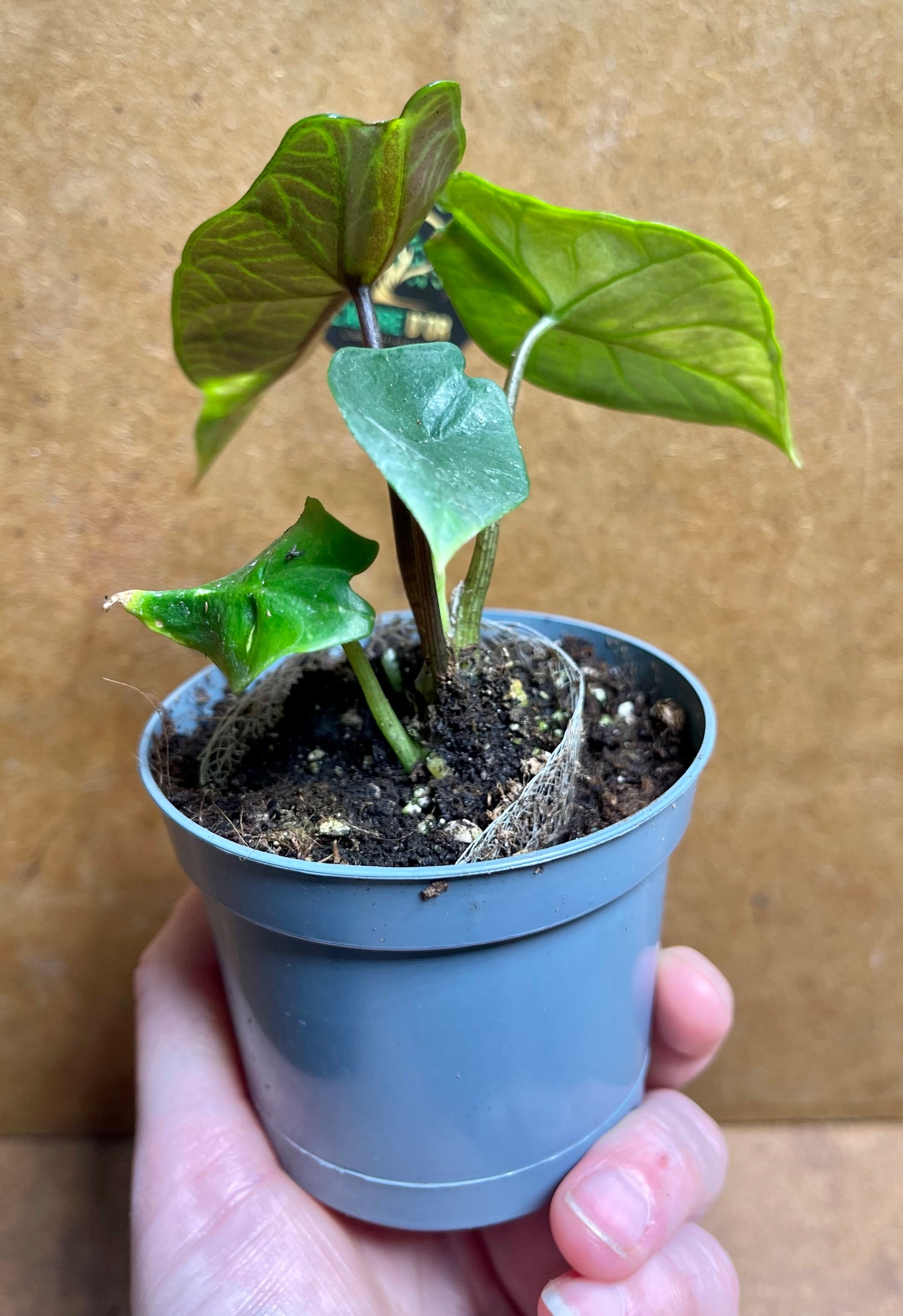Alocasia scalprum variegata