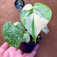 Monstera deliciosa thaï constellation S haute variegation