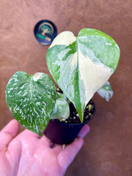 Monstera deliciosa thaï constellation S haute variegation
