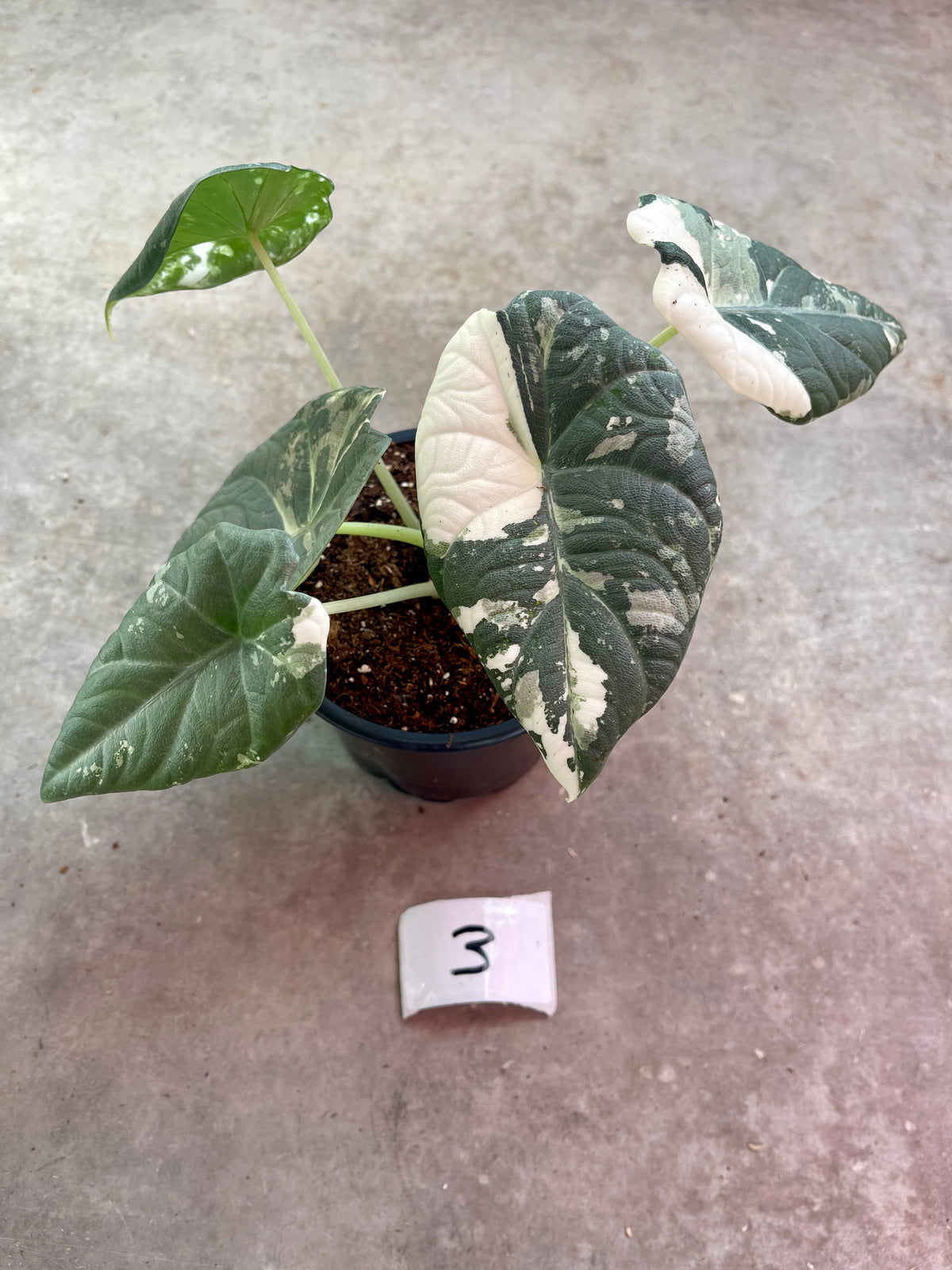 ALOCASIA MAHARANI ALBO VARIEGATA