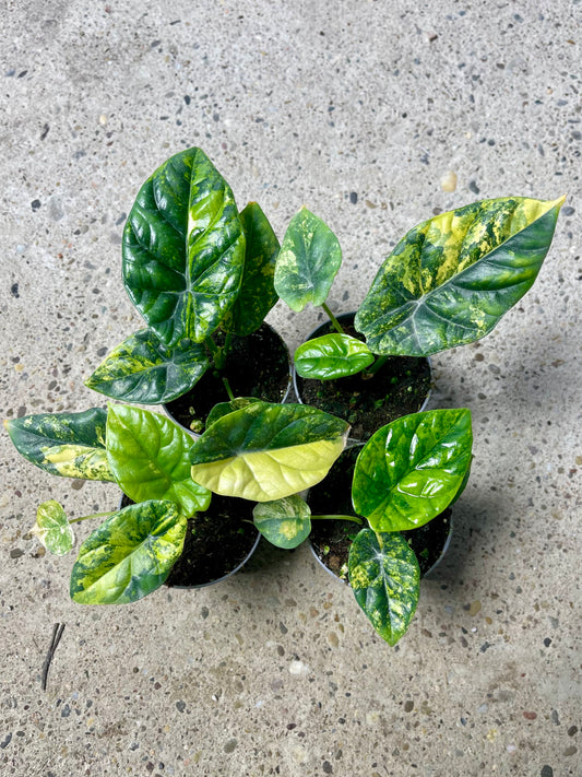 Alocasia sinuata variegata NEW