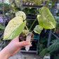 MONSTERA MINT WHITE MONSTER S NEW
