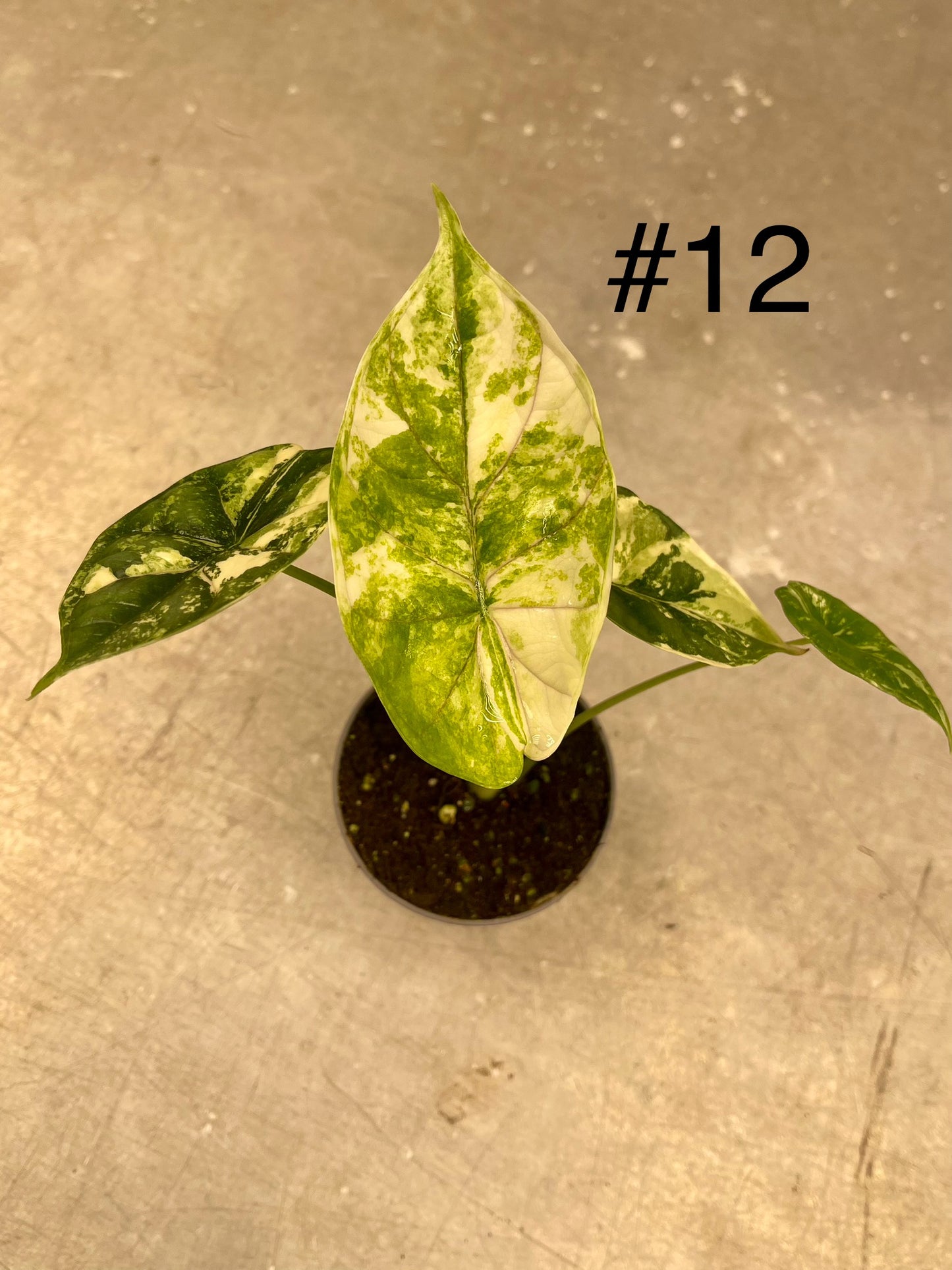 ALOCASIA DRAGON SCALE ALBO VARIEGATA  S