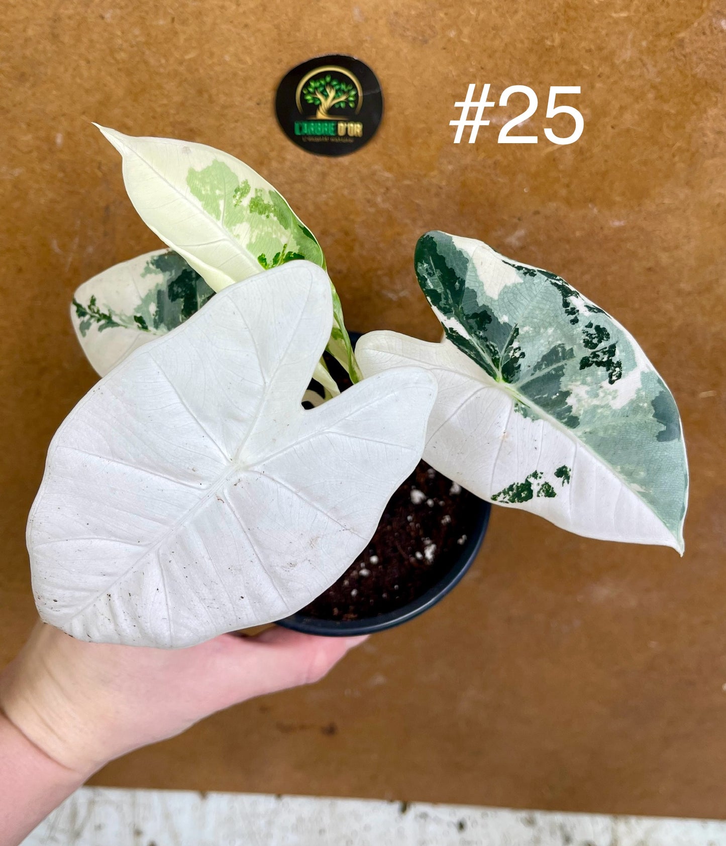 Alocasia frydek variegata haute variegation M