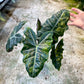 ALOCASIA PSEUDO SANDERIANA AUREA L