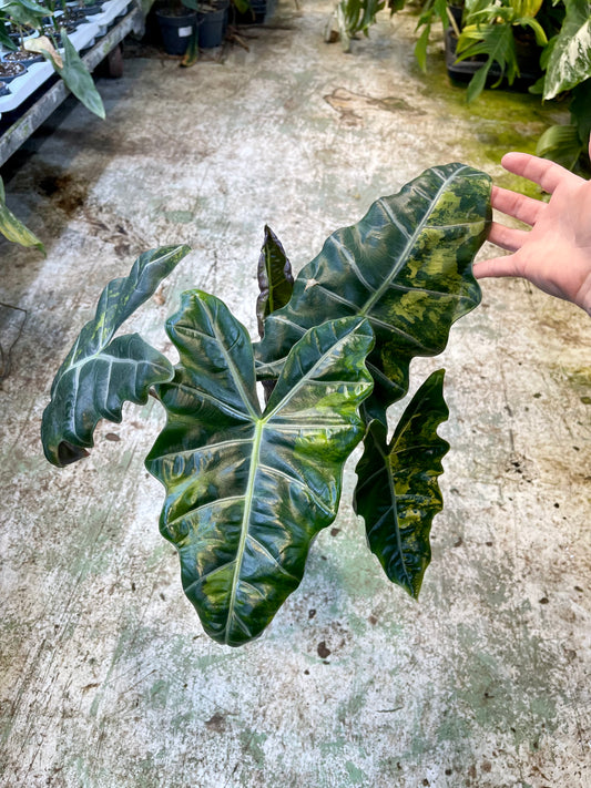 ALOCASIA PSEUDO SANDERIANA AUREA L