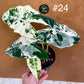 Alocasia frydek variegata haute variegation M