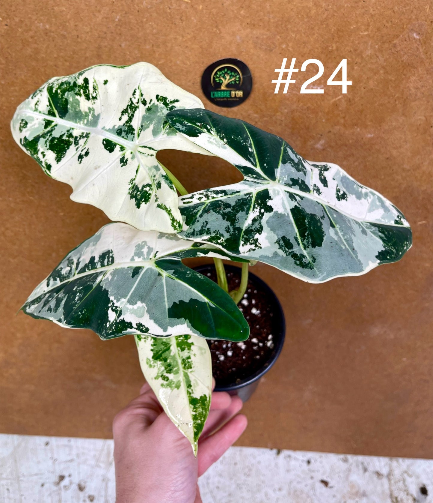 Alocasia frydek variegata haute variegation M