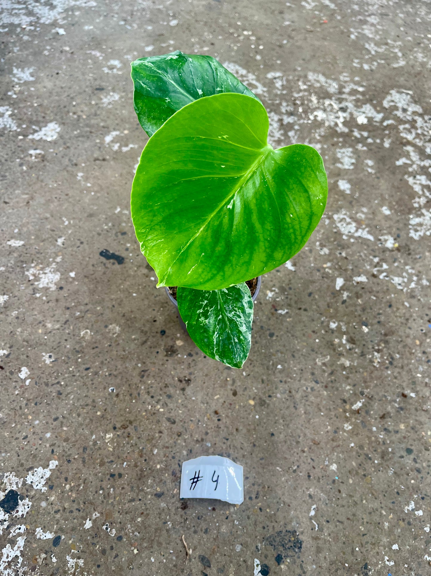 MONSTERA BULBASAUR M