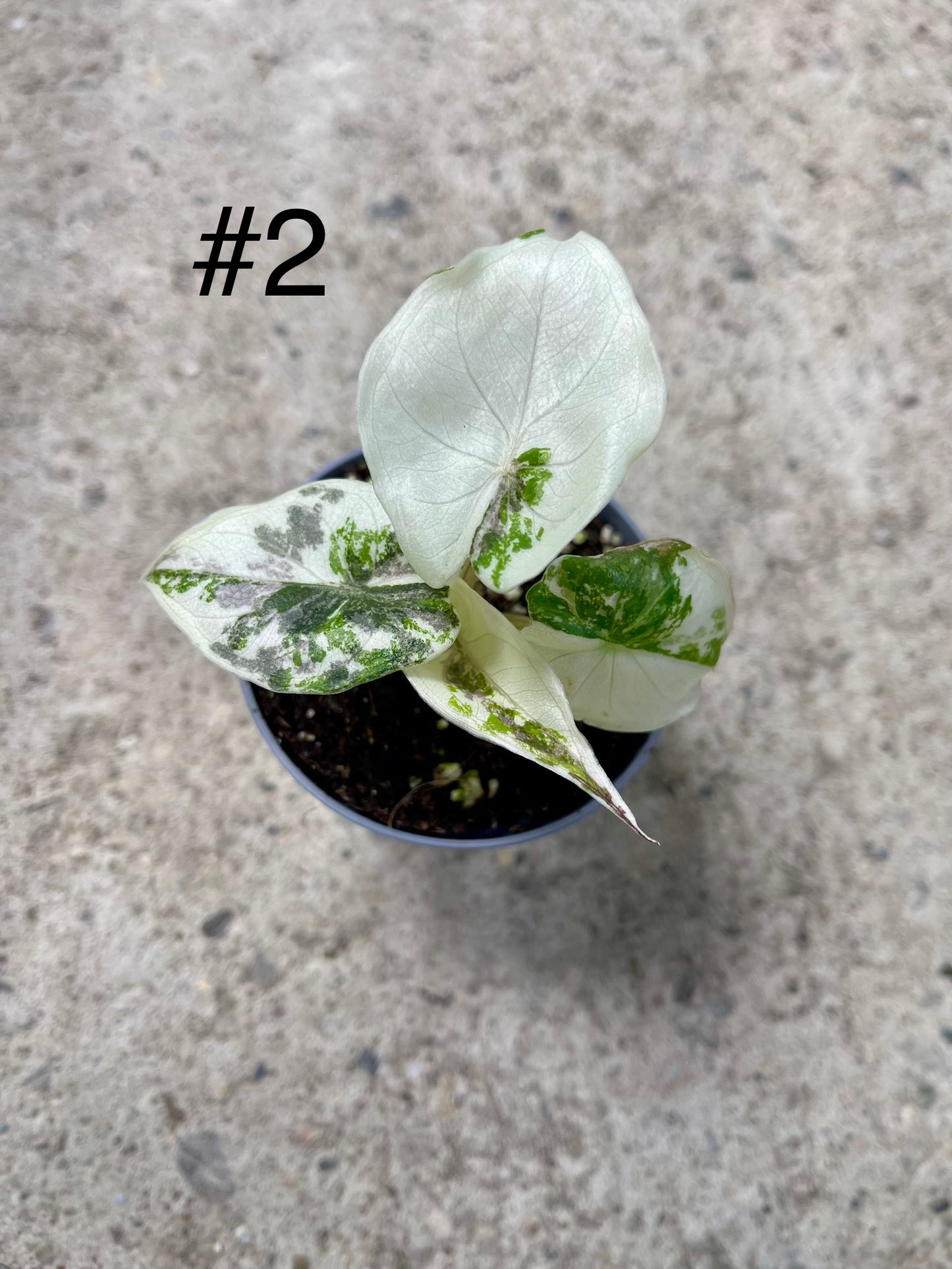 ALOCASIA WENTII PINK ALBO VARIEGATA NEW