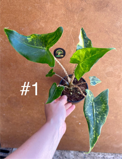 Alocasia siberian Tiger variegata