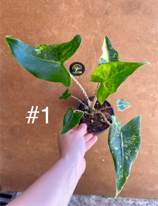 Alocasia siberian Tiger variegata