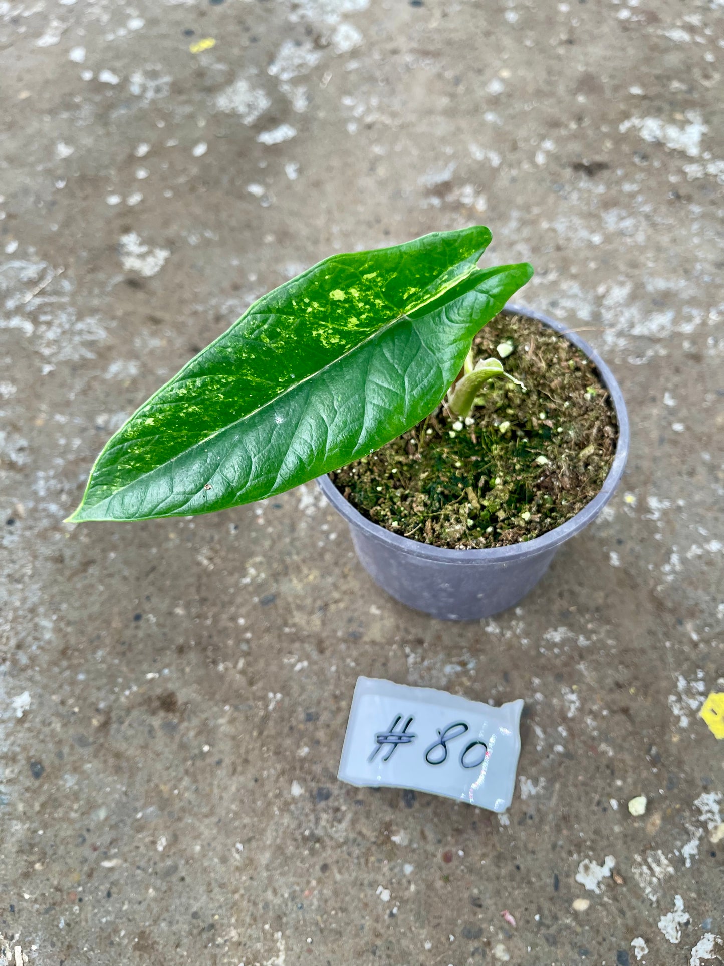 PLANTE A SAUVER