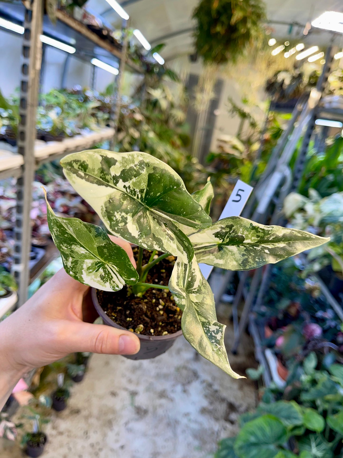ALOCASIA SIMPO ALBO VARIEGATA M NEW