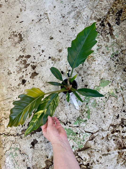 PHILODENDRON CARAMEL MARBLE LESS VAR M