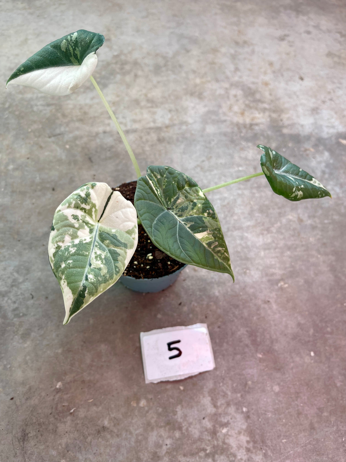 ALOCASIA MAHARANI ALBO VARIEGATA