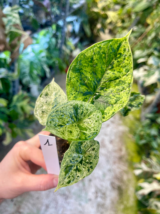 Alocasia dragon scale mint variegata NEW