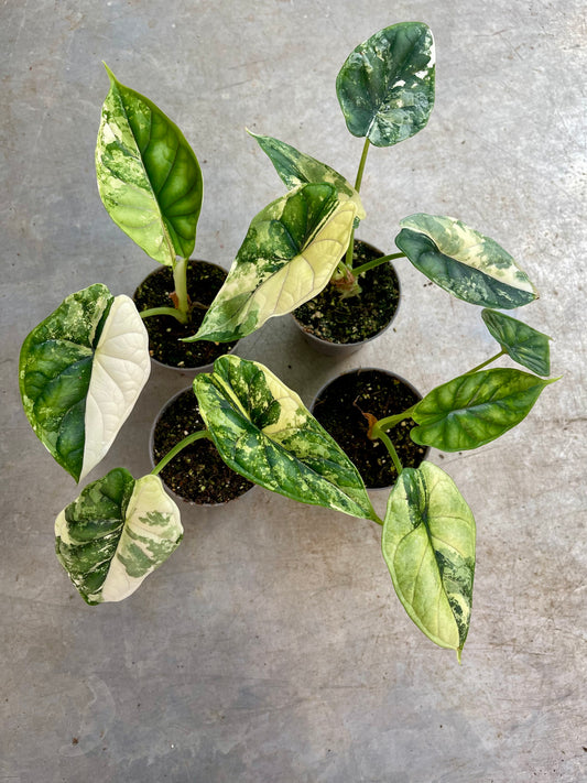 ALOCASIA DRAGON SCALE ALBO VARIEGATA  S NEW