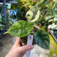 Alocasia dragon scale variegata