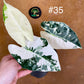 Alocasia frydek variegata haute variegation M
