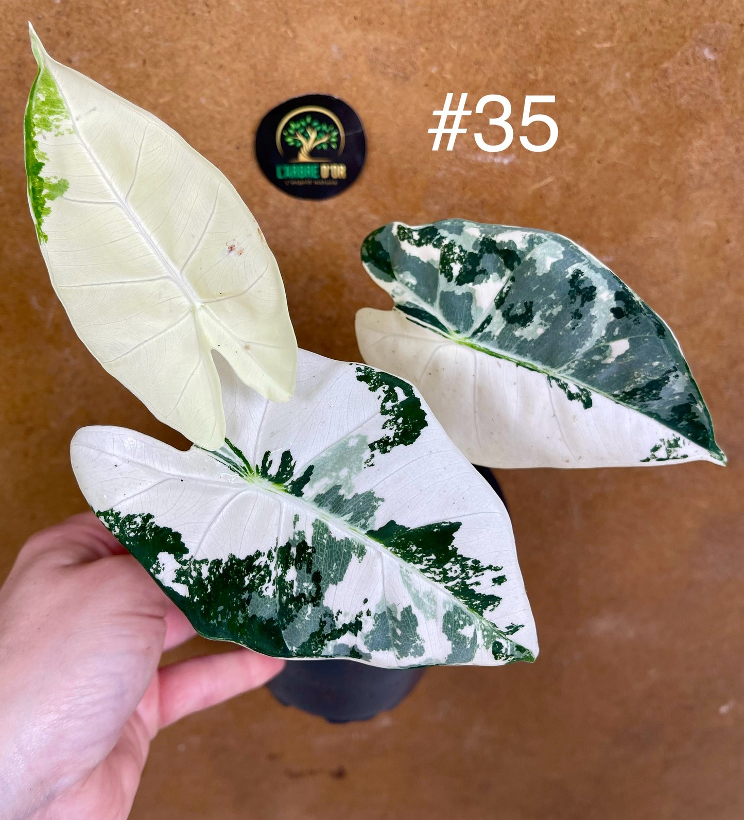 Alocasia frydek variegata haute variegation M